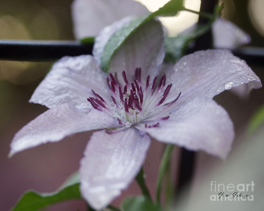 Raindrops on the Clematis Photograph by Yumi Johnson