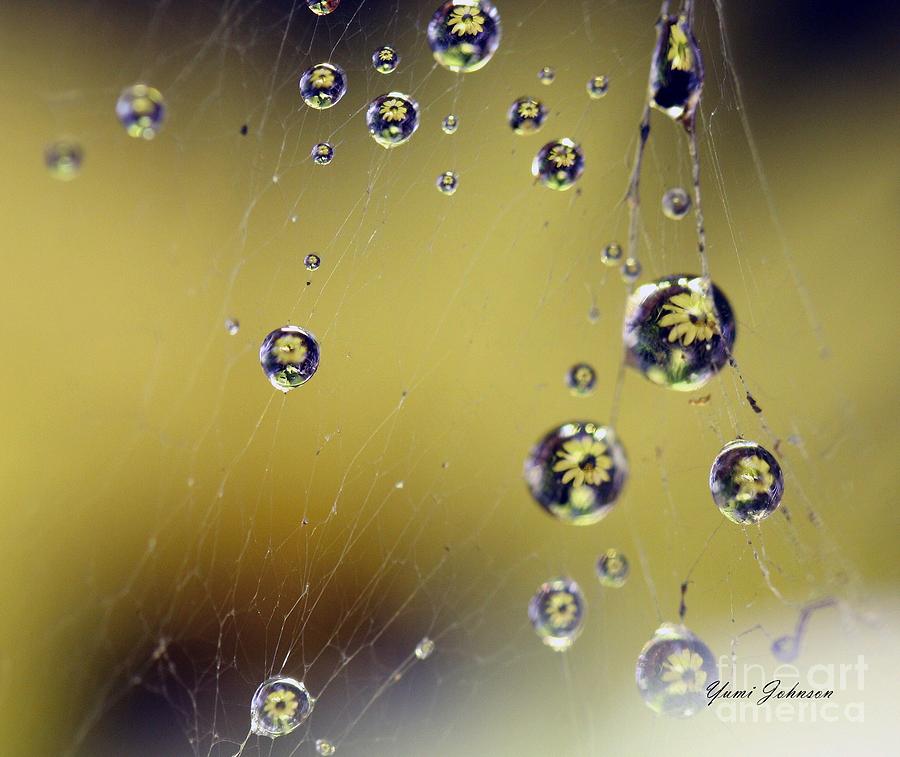 Raindrops on the Spider web Photograph by Yumi Johnson