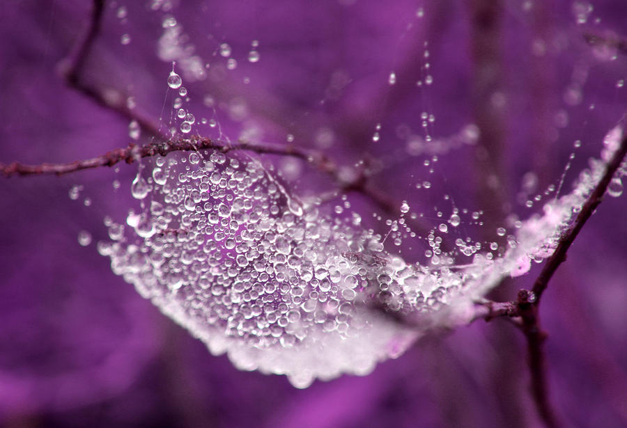 Raindrops on web Photograph by Emanuel Tanjala