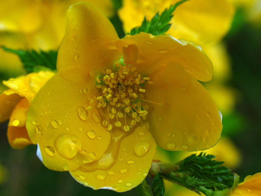 Raindrops on Yellow Photograph by Juergen Roth