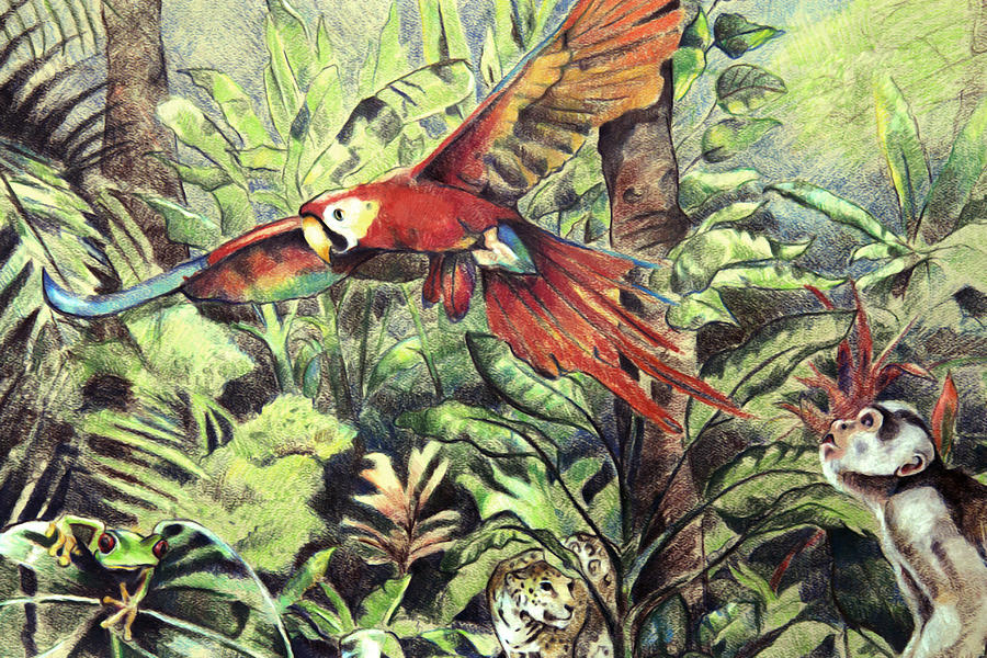 Wildlife Drawing - Rainforest by Adam Wallander