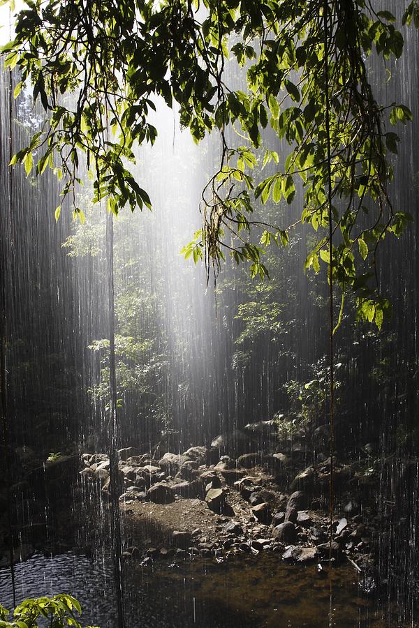 Rainforest, Bellingen, Australia Photograph by Paul Hobson - Fine Art ...