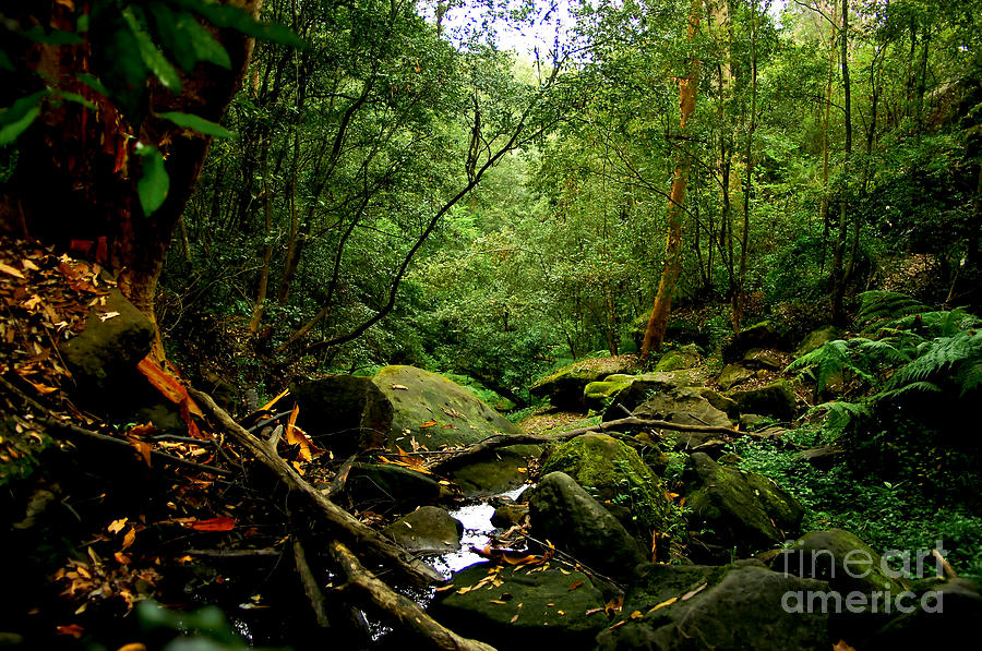 Rainforest Photograph by Blair Stuart