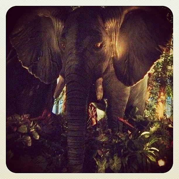 Elephant Photograph - Rainforest Cafe On The Atlantic City by Louis Bruno