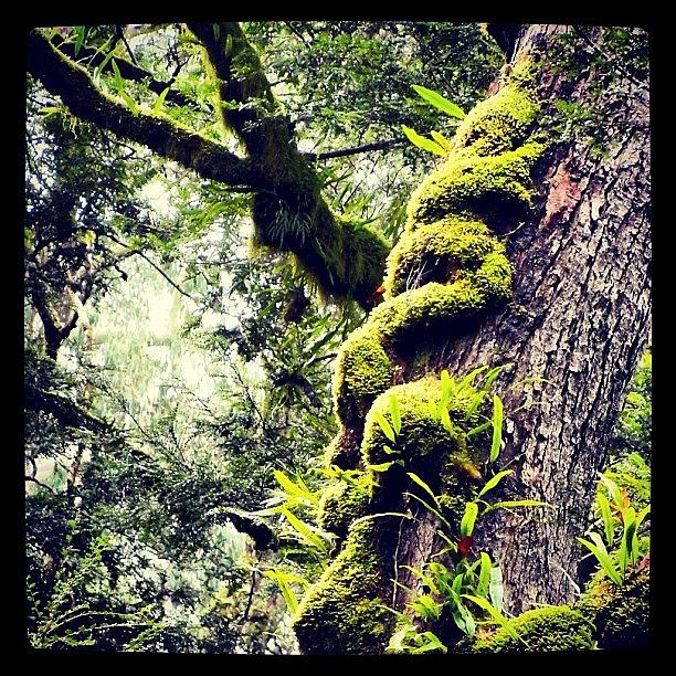 Tree Photograph - Rainforest In Oz by Brent Dunn