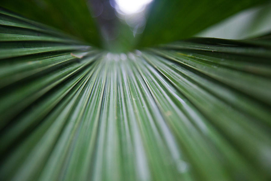 Rainforest Leaf Photograph by Carole Hinding