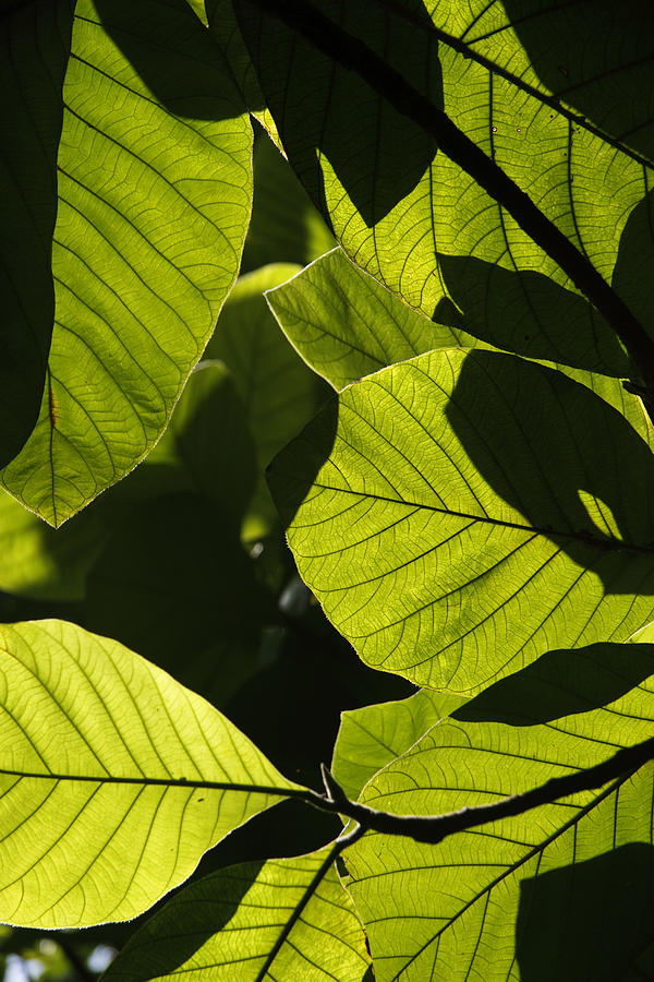 Rainforest Leaves Showing Sunlight Photograph by Hiroya Minakuchi