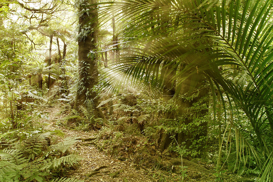 Jungle Photograph - Rainforest by Les Cunliffe