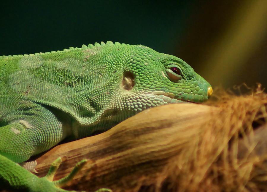 Rainforest Lizard Photograph by Brian T. Nelson