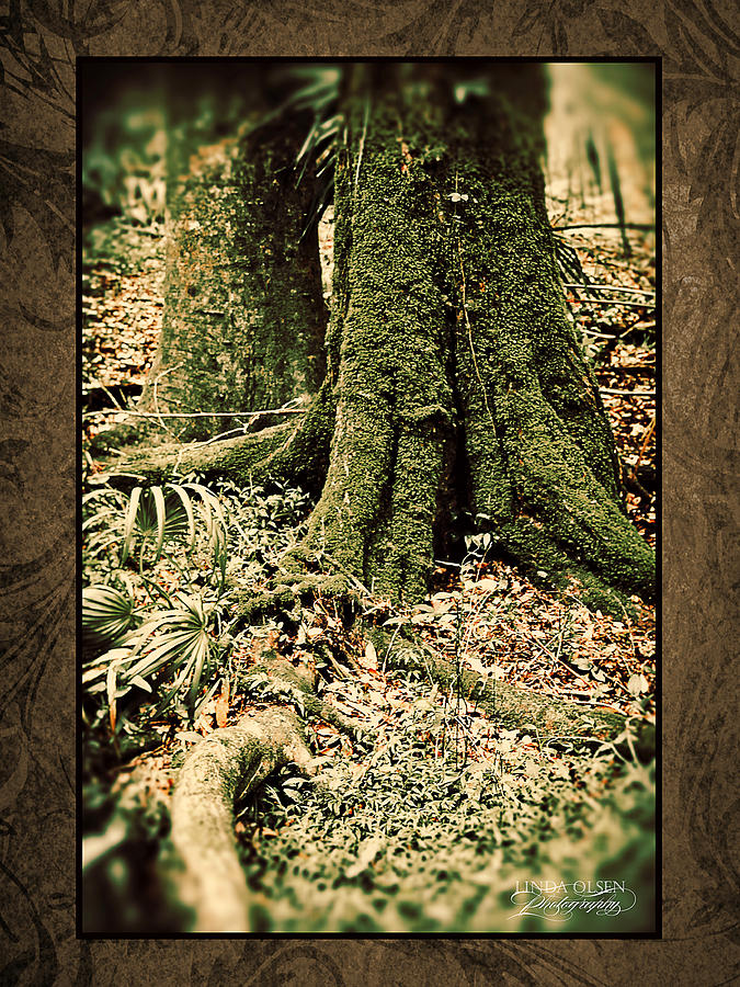 Rainforest Roots Photograph by Linda Olsen
