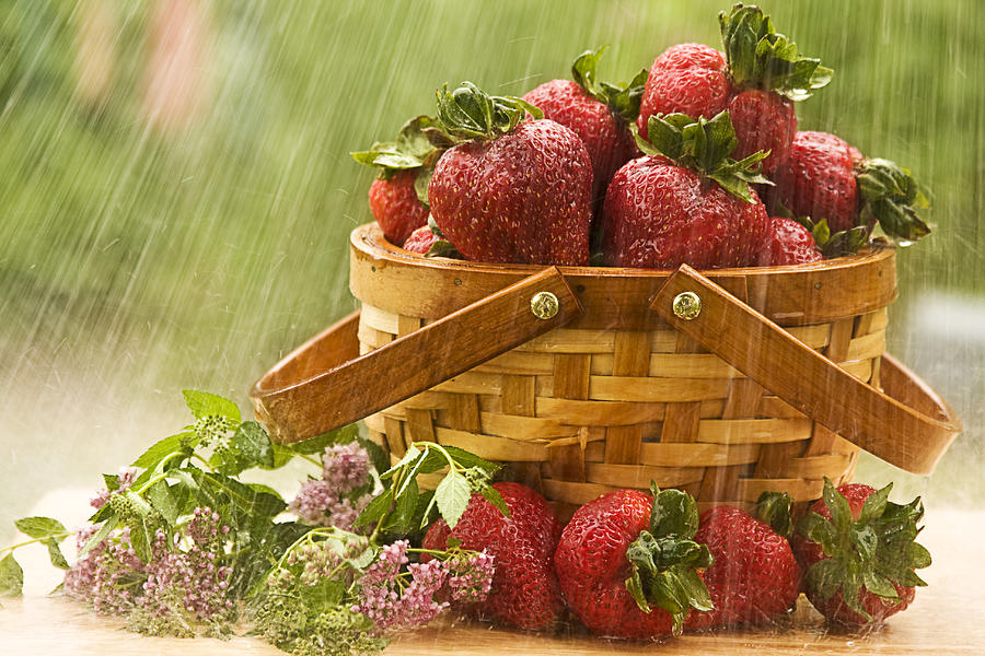 Raining on Strawberries Photograph by Trudy Wilkerson