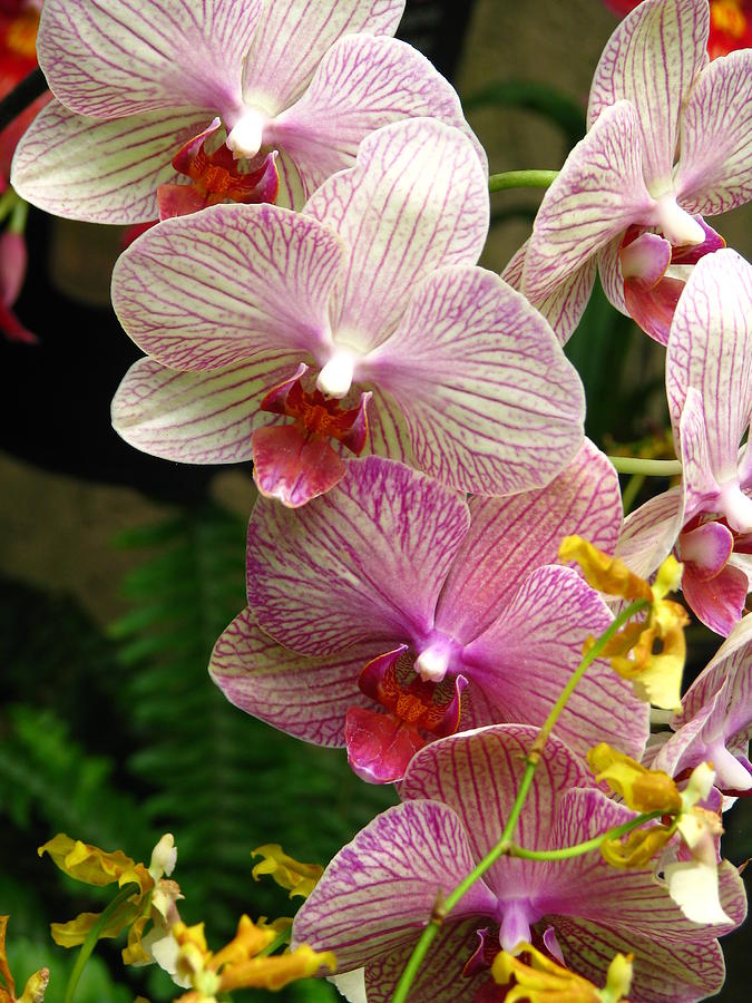 Raining Orchids Photograph by Paul Slebodnick - Fine Art America