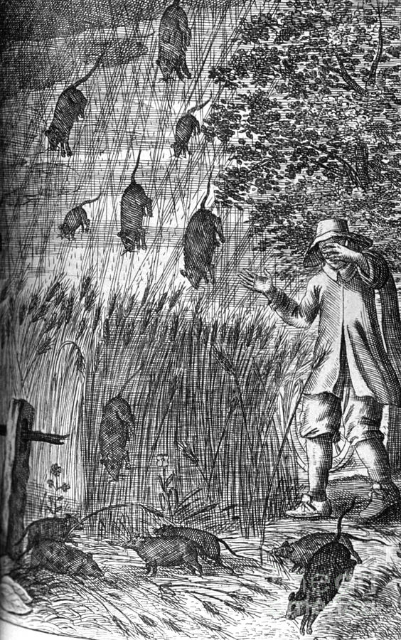 Raining Rats, 1680 Photograph by Science Source