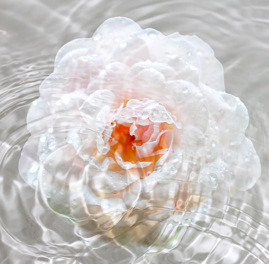 Raining Rose Digital Art by Tracie Schiebel