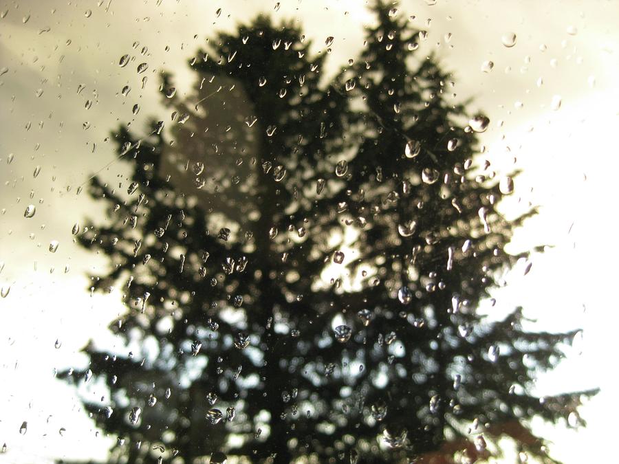 Tree Photograph - Rainy Day by AJ Herron