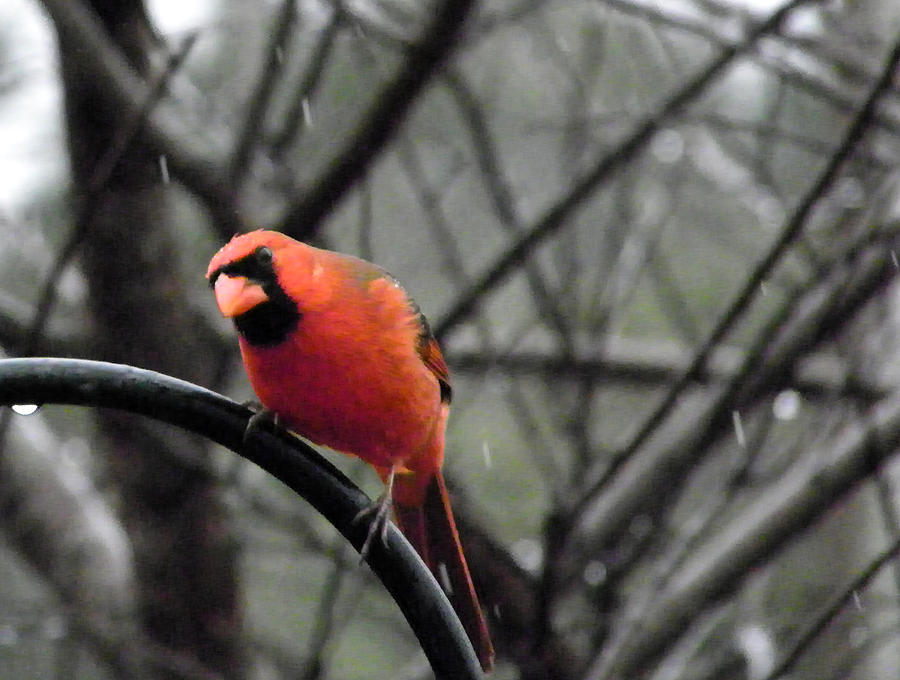 Rainy Day Cardinal Photograph by Judy Wanamaker