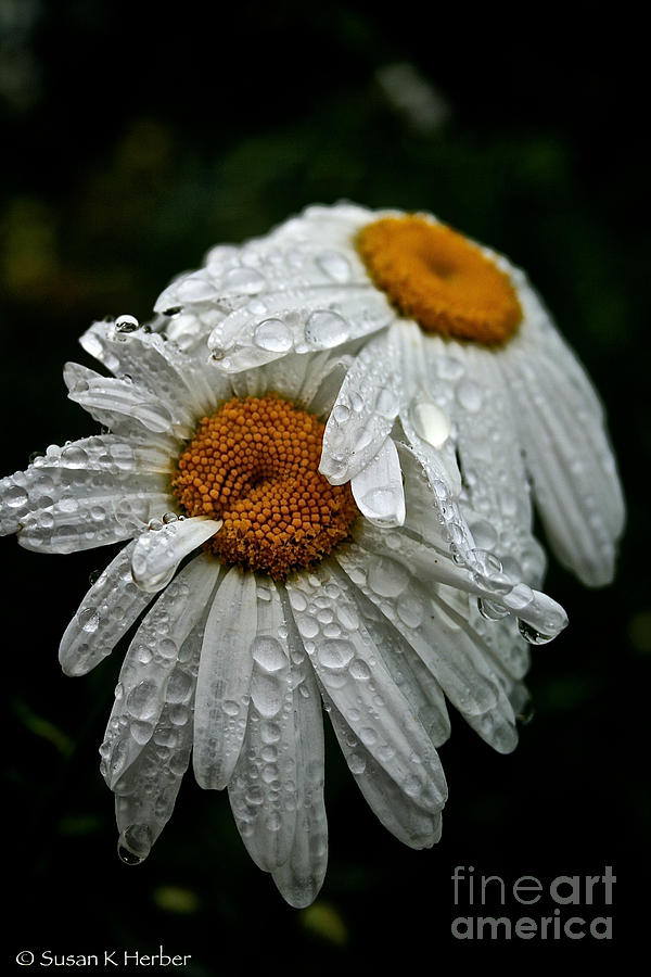 Rainy Day Daisies Photograph by Susan Herber