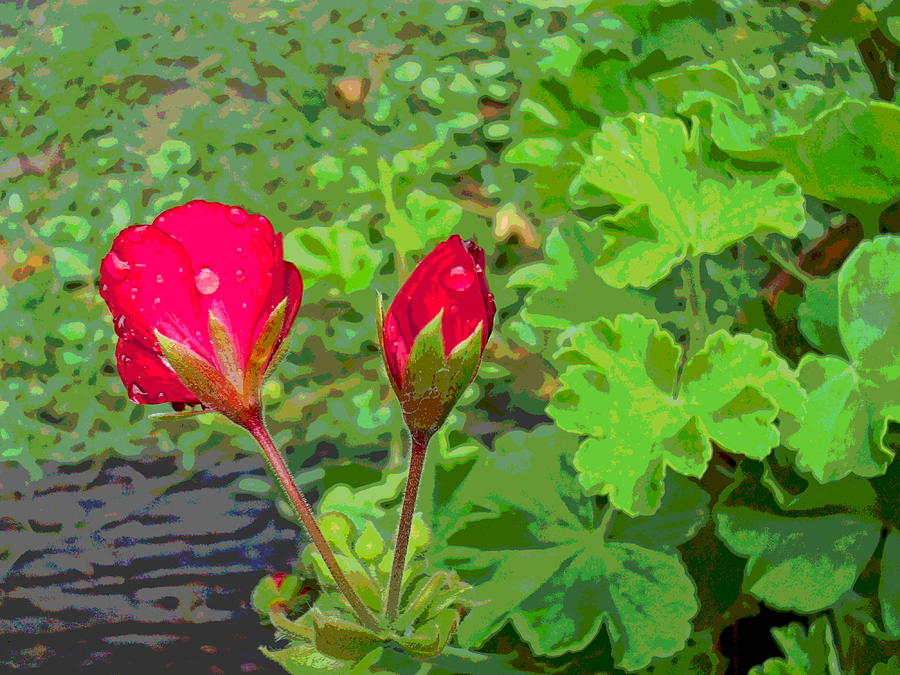 Rainy Day Geranium Flower Buds Photograph by Padre Art