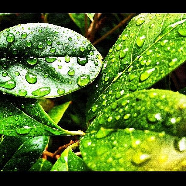 Nature Photograph - Rainy Day by Lea Ward