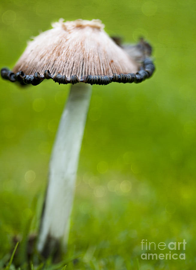 Rainy Day Mushroom Photograph by Susan Gary