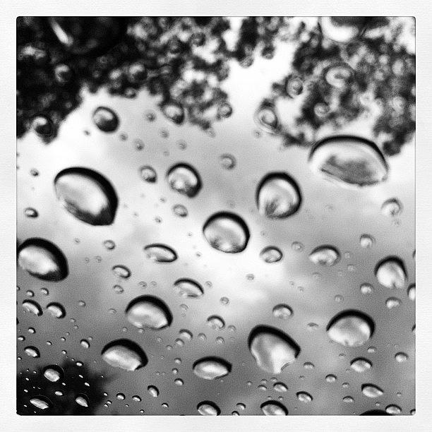 Tree Photograph - Rainy Day #rain #b&w #tree by Kristine Tague