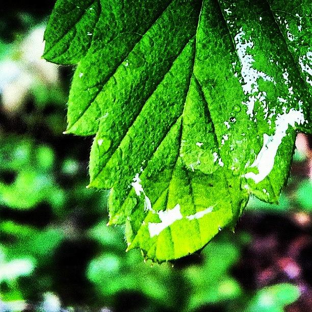 Raindrops Photograph - Rainy Day #raindrops by Katie Scialabba