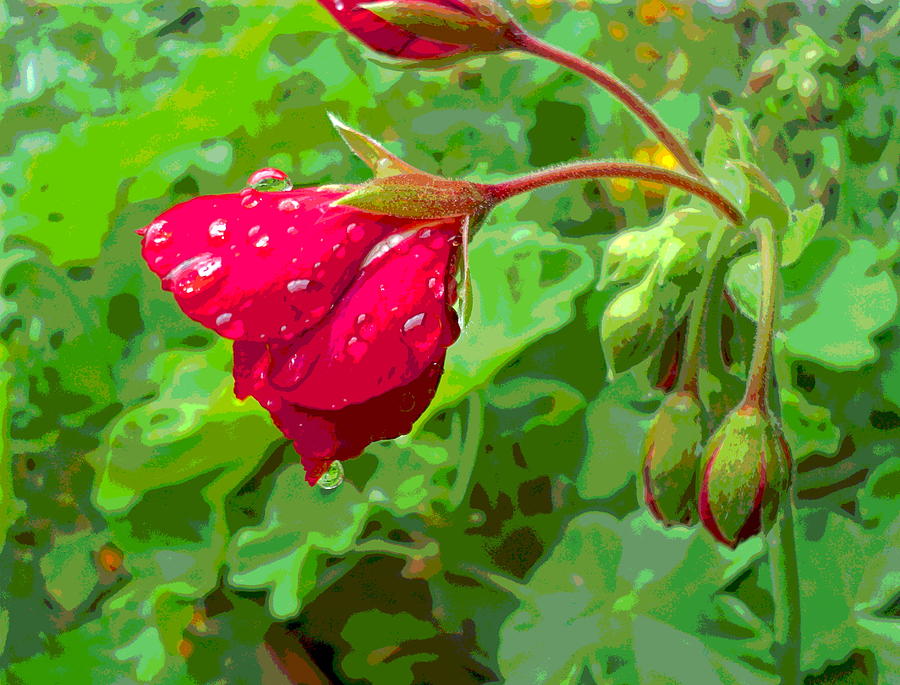 Rainy Geranium Bud Profile Photograph by Padre Art