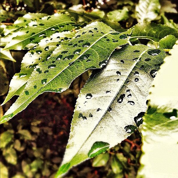 Comment Photograph - Rainy Morning Leaf by Ryan Schroeder