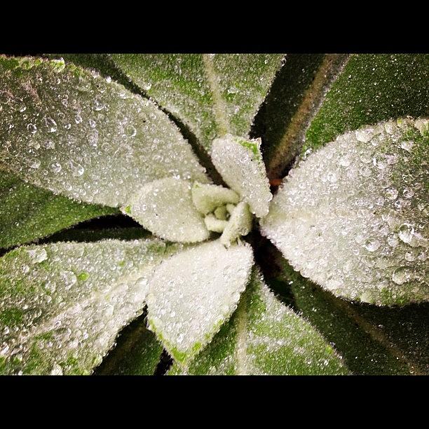 Love Photograph - Rainy Mullein by Keith L