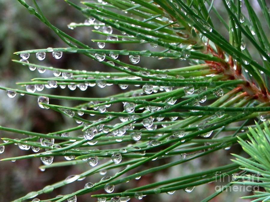 Rainy Pine Bough Photograph by Judyann Matthews - Fine Art America