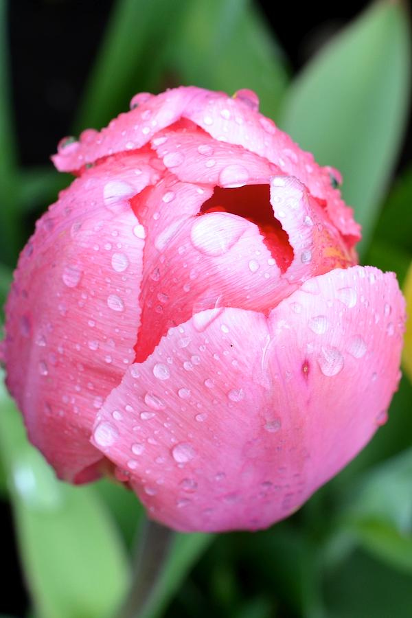 Spring Photograph - Rainy Tulip 2 by Catherine Murton