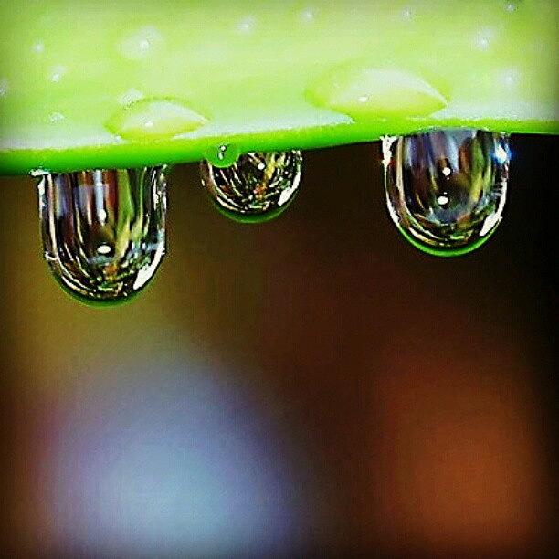 Nature Photograph - (#rainydays #waterdroplets #macro by Alicia Marie
