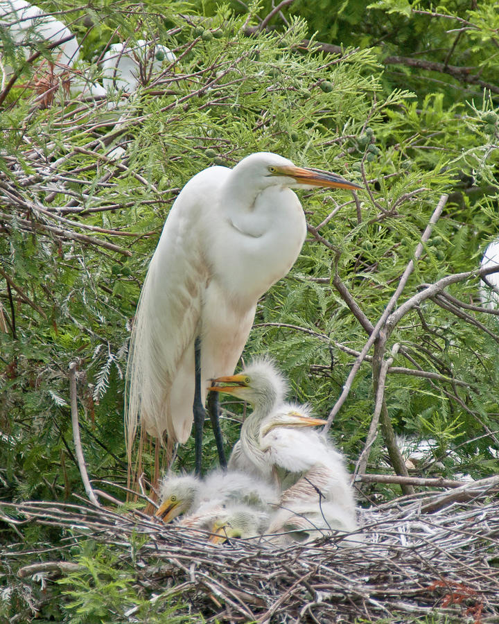 Raising Egrets Photograph by Mike Covington
