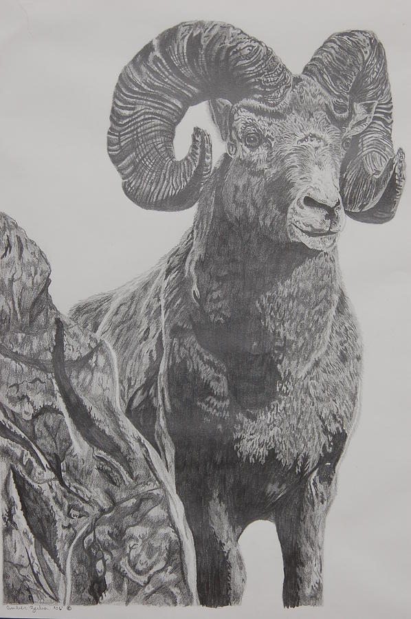 Ram Drawing by Amber Zerba