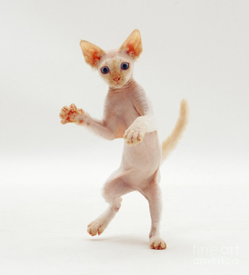 Animal Photograph - Rampant Kitten by Jane Burton