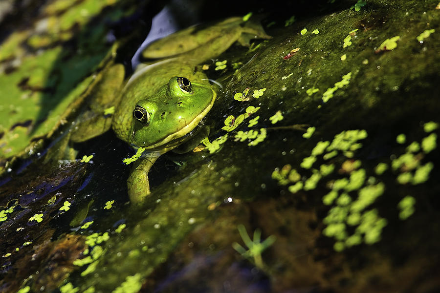 Rana clamitans or Green frog Photograph by Perla Copernik