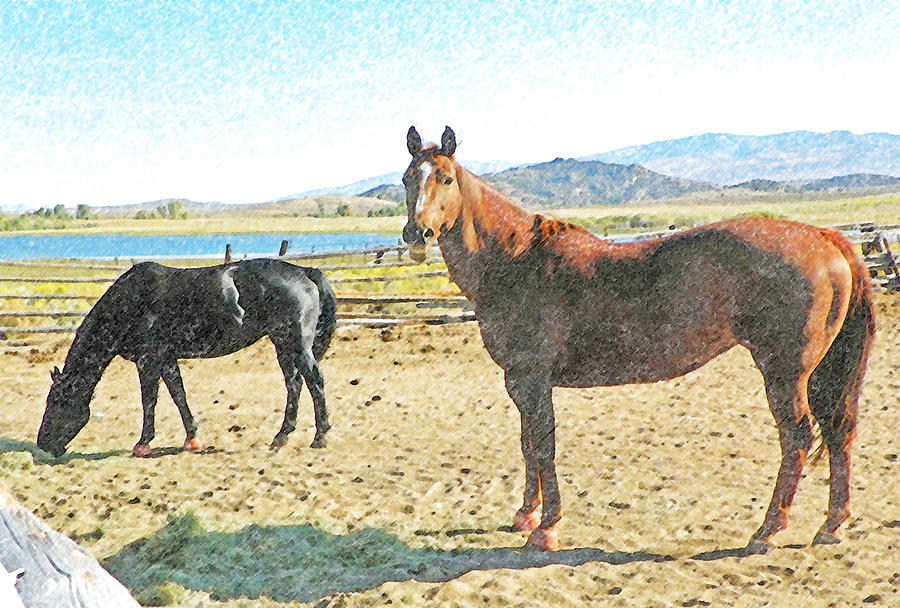 Horse Photograph - Ranch Horses by Lenore Senior