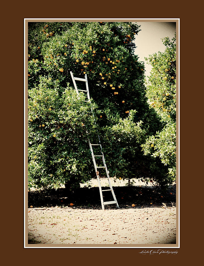 Ranch ladder Photograph by Linda Olsen