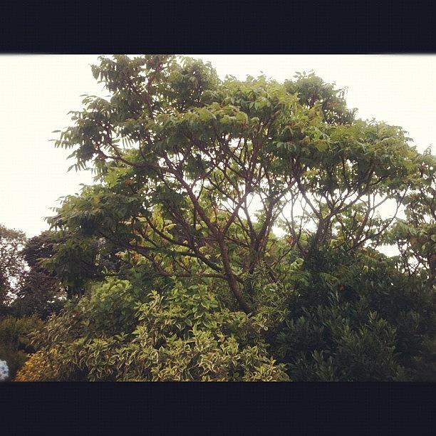 Tree Photograph - #random #photo #grandads #garden #tree by Sophie  Jones