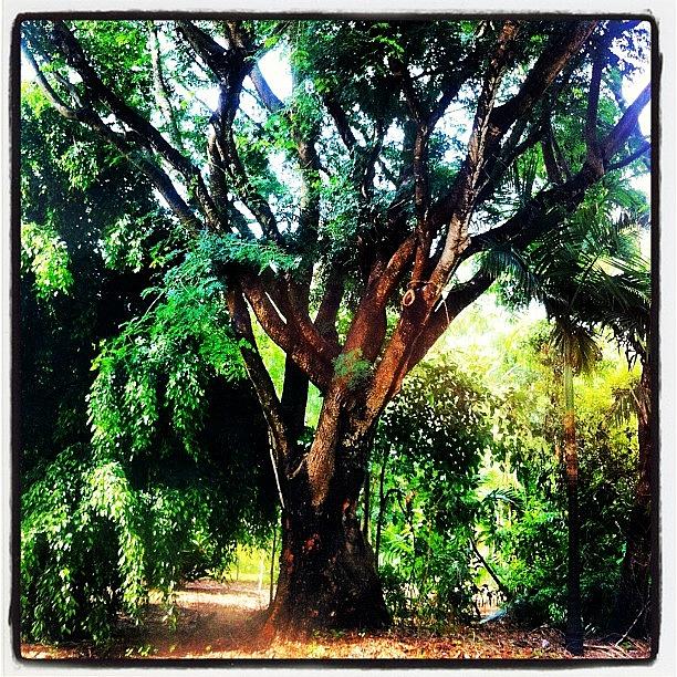 Tree Photograph - #random #tree I Found At My #sons by Zanna Gudgly