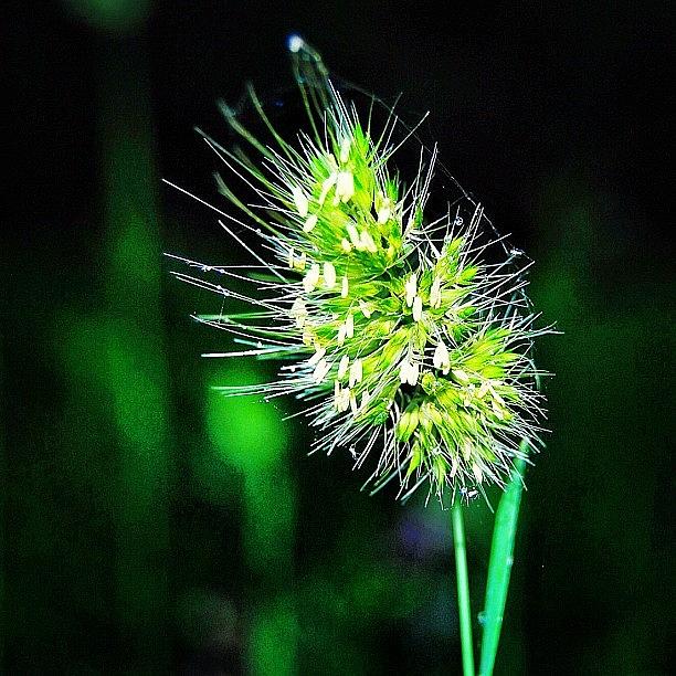 Nature Photograph - Random Weed In The Yard by Jessica Daubenmire