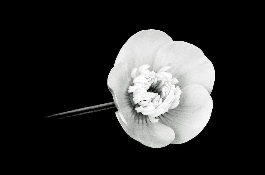 Flower Photograph - Ranunculus in Black and White by Lisa Phillips