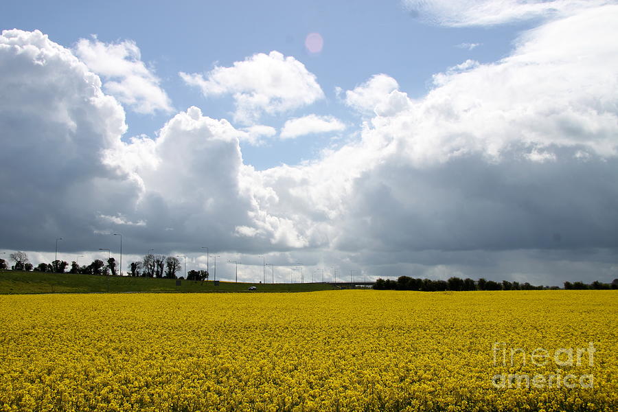 Nature Photograph - Rape Field by Christiane Schulze Art And Photography