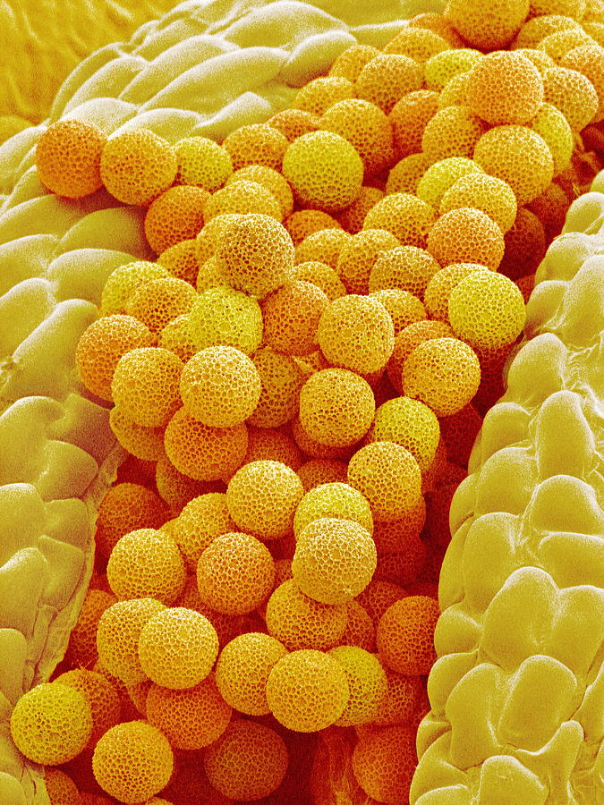 Rape Pollen Grains, Sem Photograph By Susumu Nishinaga - Fine Art America