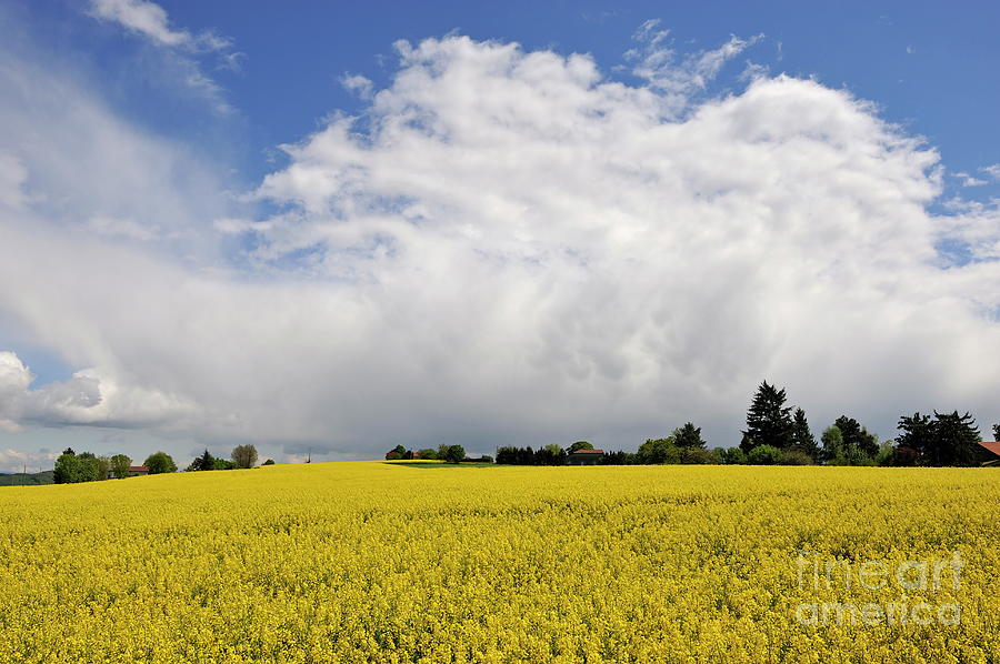 Rapeseed field at spring Photograph by Sami Sarkis Photography Rapeseed field at spring Photograph by Sami Sarkis Photography