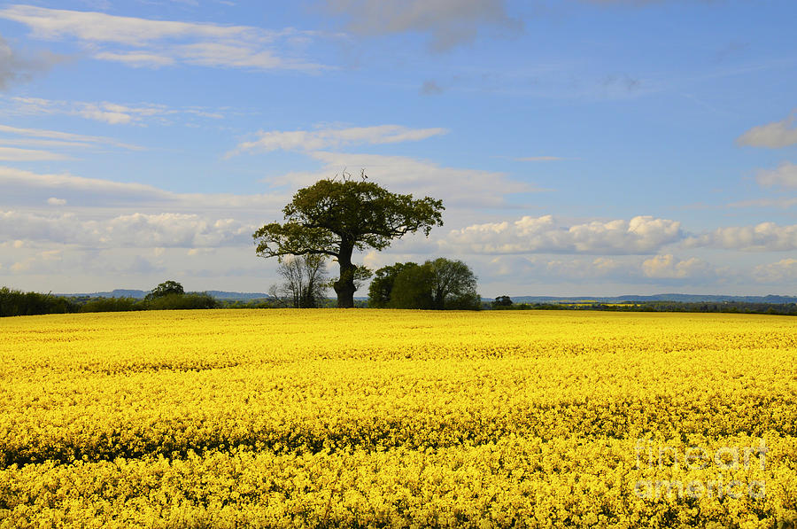 Rapeseed Field Photograph by Sheila Laurens