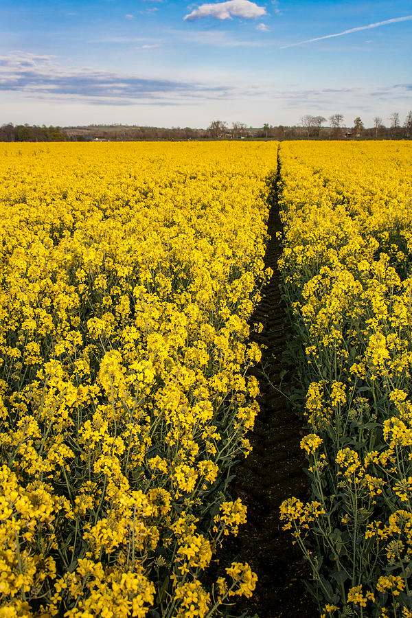 Rapeseed Photograph by Semmick Photo