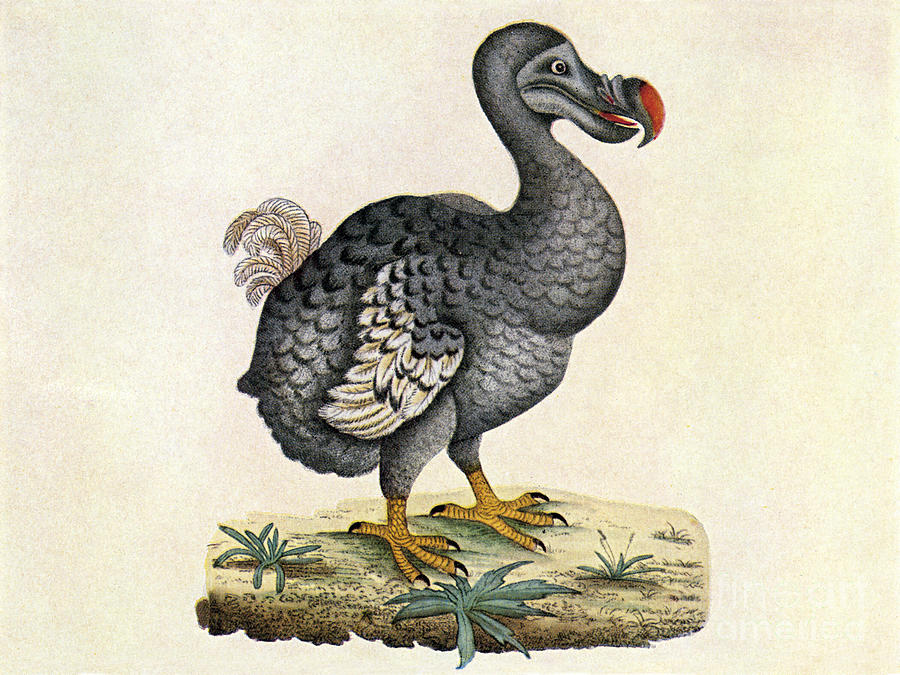 Bird Photograph - Raphus Cucullatus, Extinct Dodo Bird by Science Source