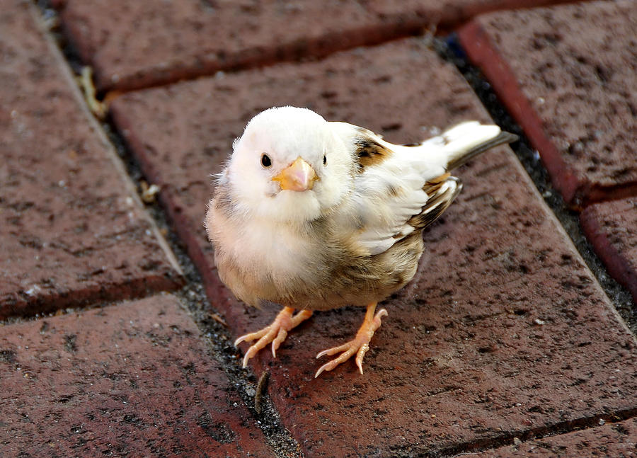 Rare Albino Finch Photograph by David Lee Thompson