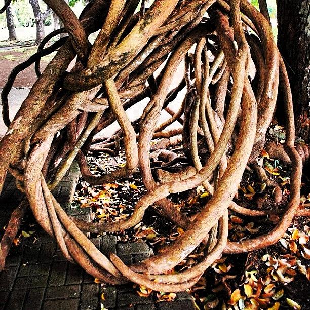 Summer Photograph - Rare And Lovely Intertwining Tree Root by Fotocrat Atelier